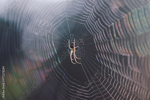 Spider in a sparkling web photo