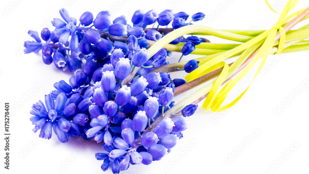 close-up of Hyacinthus on white background with copy space. greeting and holiday card. close-up of Hyacinthus on white background with copy space. greeting and holiday card.