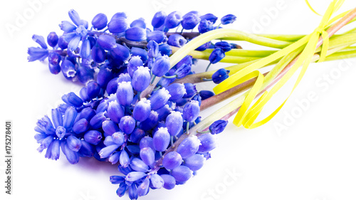 close-up of Hyacinthus on white background with copy space. greeting and holiday card.