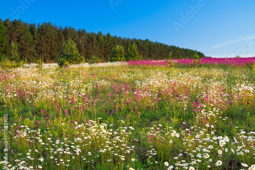 spring  landscape with  flowers on a meadow and  sunset