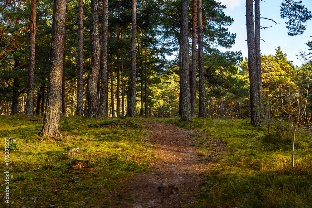 Fototapeta premium Ścieżka w lesie sosnowym