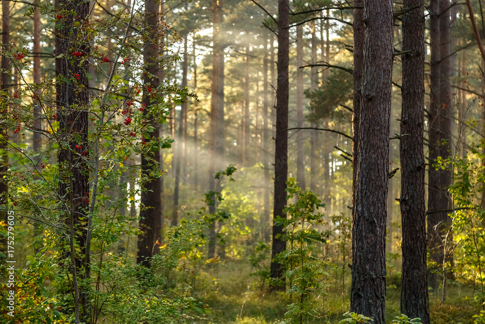 Obraz premium The sun's rays in the forest