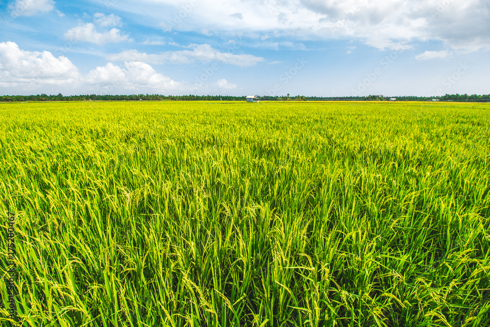Beautiful Rice Field and Cloudy Blue Sky Beautiful Rice Field and Cloudy Blue Sky