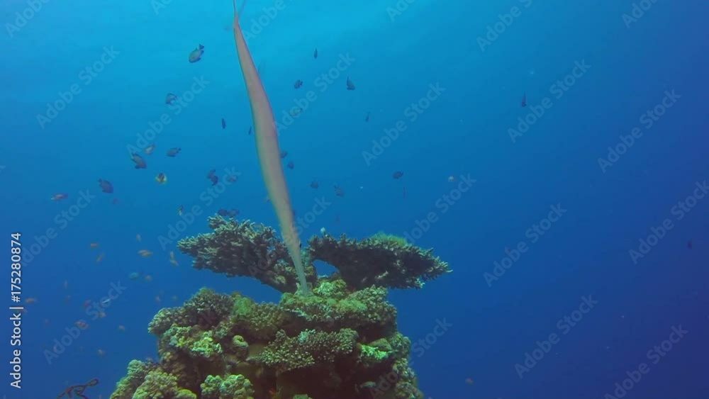 Underwater Fish. Picture of underwater in the tropical reef of the Red Sea