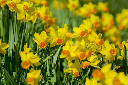 Fototapeta Naklejka Na Ścianę i Meble -  Narzissen