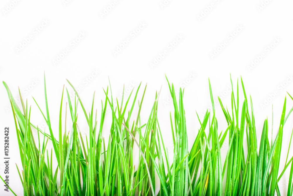 close-up of green grass isolated on white background with copy space. macro spring and summer border template floral. close-up of green grass isolated on white background with copy space. macro spring and summer border template floral.