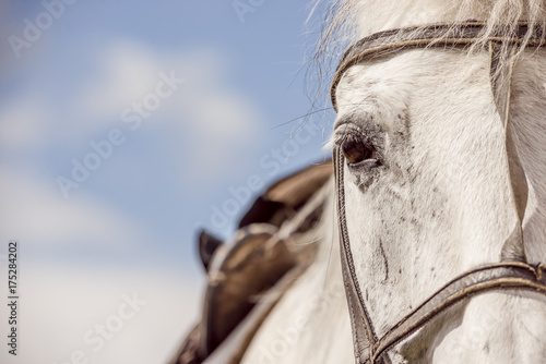 Принти на полотні White horse looks directly with sad eyes
