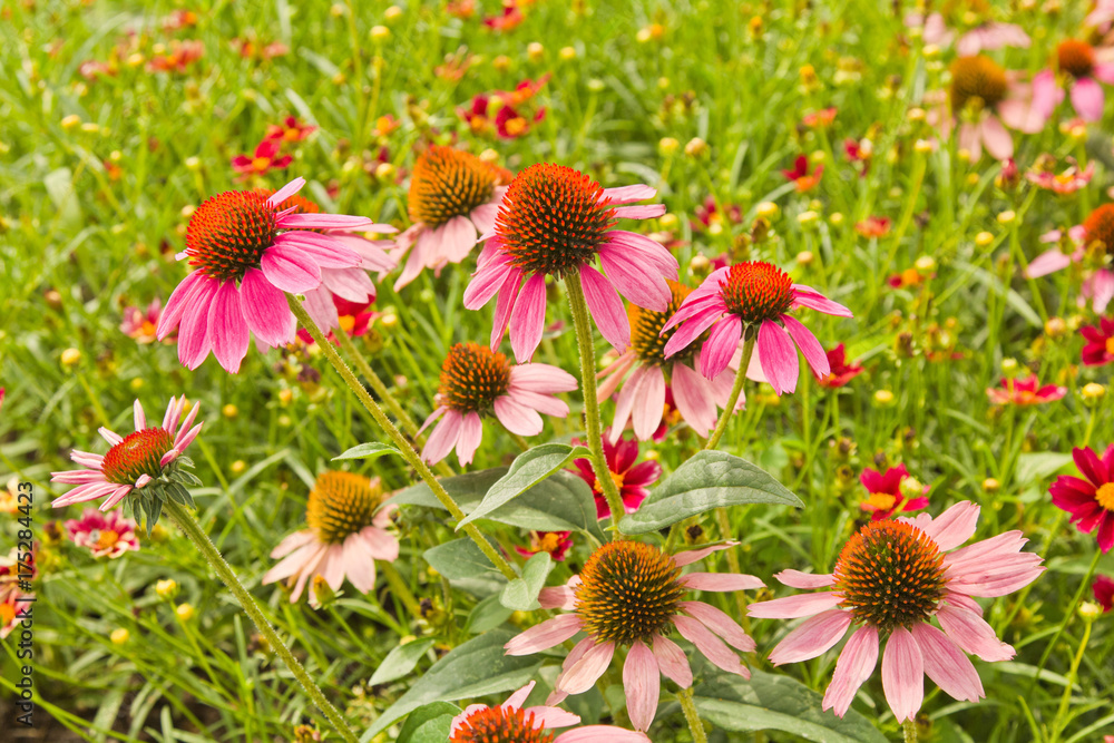 Close up of summer flowering pink coneflower, (Echinacea Marvels Deep Pink Pizazz) Close up of summer flowering pink coneflower, (Echinacea Marvels Deep Pink Pizazz)