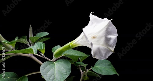 Blooming of datura flower, dope, stramonium, thorn-apple, jimsonweed. 4K timelapse video