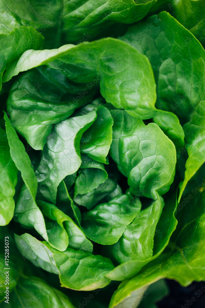 Head of Lettuce Head of Lettuce