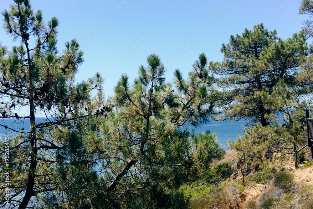 Green trees and bright sunny natural scenic blue sky background. Outdoors freedom recreation activities view