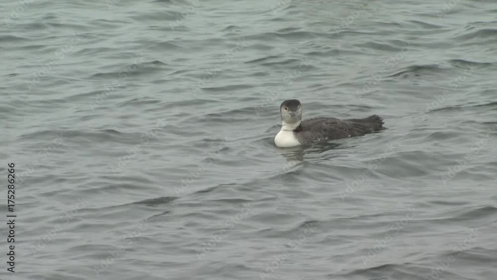 Close up, duck swims in Maine harbor Close up, duck swims in Maine harbor