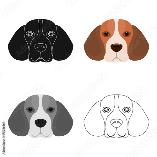 Breed dog beagle..Muzzle beagle single icon in cartoon style vector symbol stock illustration web.