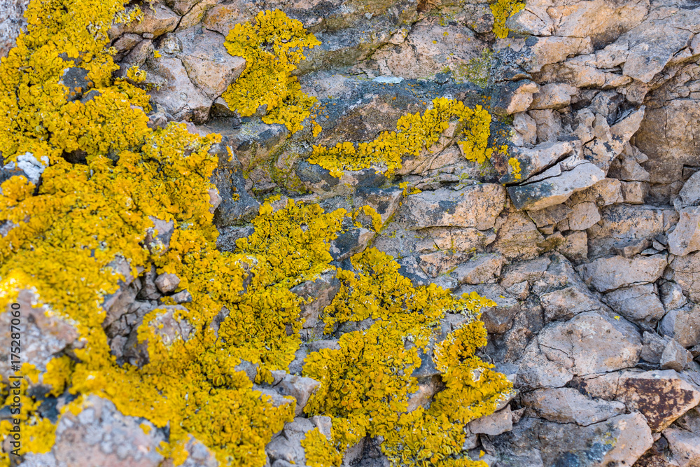 Lichen of the genus Crustose lichen on stones. Background.