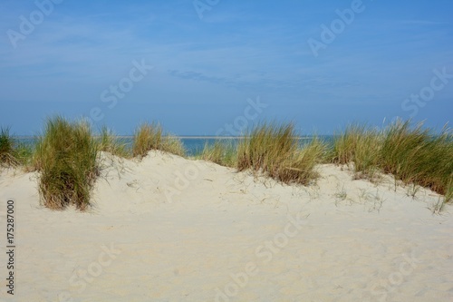 Strandhafer in den Sanddünen an der Nordseeküste, mit viel Sand und blauem Himmel