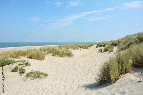 Fototapeta Naklejka Na Ścianę i Meble -   Sanddünen an der Nordseeküste in den Niederlanden auf der Insel Schouwen-Duiveland