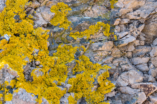 Lichen of the genus Crustose lichen on stones. Background. © Sergey Kohl