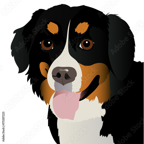 Bernese mountain dog close up