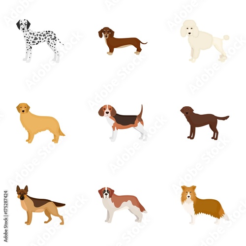 Dalmatian, dachshund, poodle, and other web icon in cartoon style.Bernard, laika, shepherd, icons in set collection.