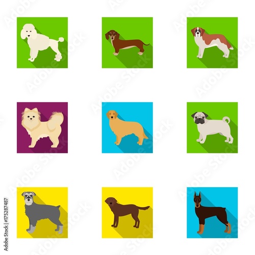 Dalmatian, dachshund, poodle, and other web icon in flat style.Bernard, laika, shepherd, icons in set collection.