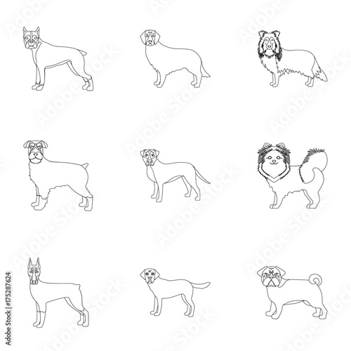 Dalmatian, dachshund, poodle, and other web icon in outline style.Bernard, laika, shepherd, icons in set collection.