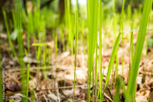 Tropical Grass with Bokeh or Blur Effect 