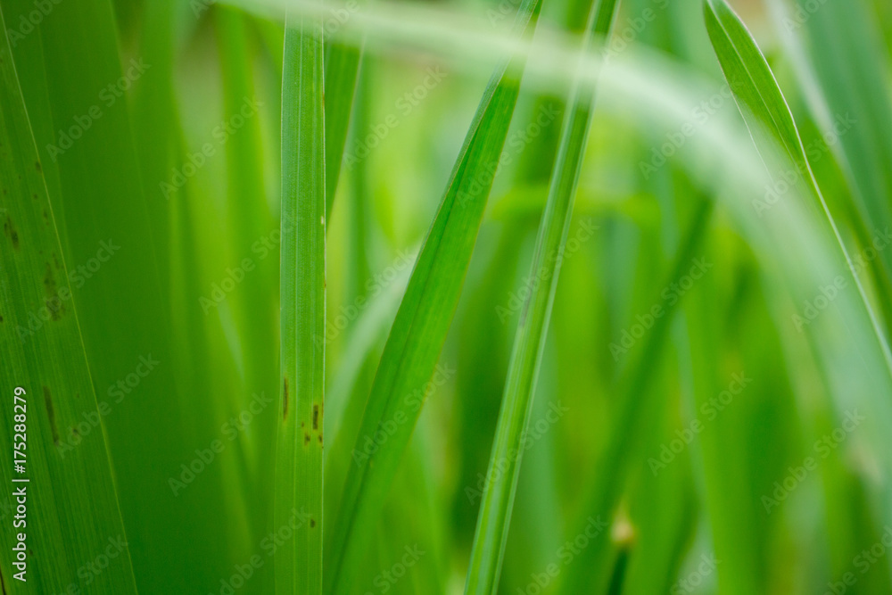 Tropical Grass with Bokeh or Blur Effect Tropical Grass with Bokeh or Blur Effect