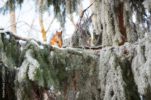 Eurasian red squirrel on snowy tree at winter