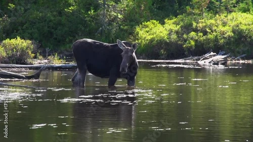 Moose walks in riverbank, Maine