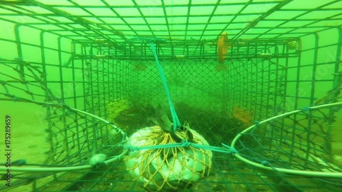 POV, crab interior of lobster trap
