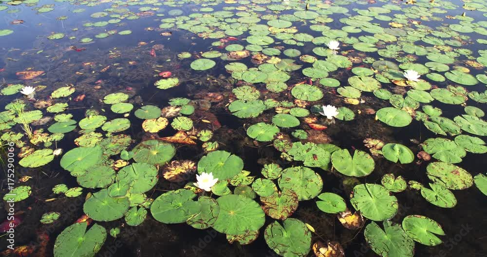 Tilt up, lily pads float on Eagle Lake in Acadia National Park Tilt up, lily pads float on Eagle Lake in Acadia National Park