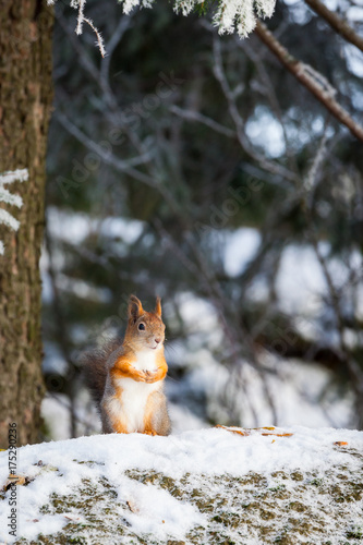 Fototapeta Eurasian red squirrel at winter