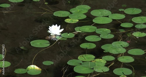 Close up, lily pads float in pond