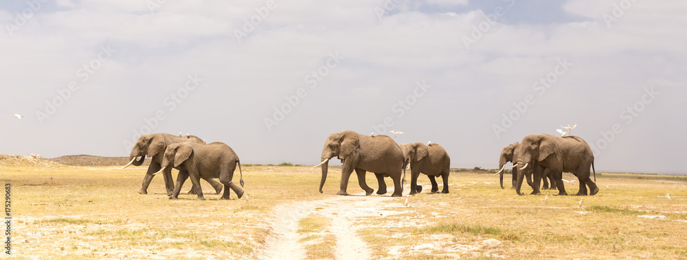 Fototapeta premium Herd of elephants crossing dirt road at Amboseli National Park, formerly Maasai Amboseli Game Reserve, is in Kajiado District, Rift Valley Province in Kenya.