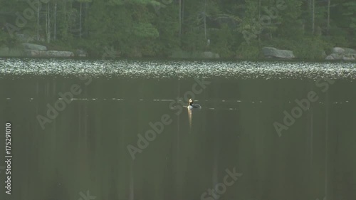 Loon flaps wings in lake