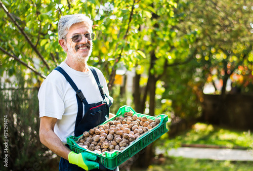 Senior holding box full of walnuts