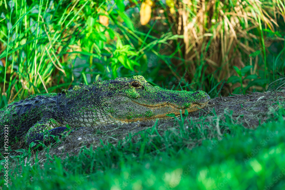 Obraz premium Alligator resting in shade