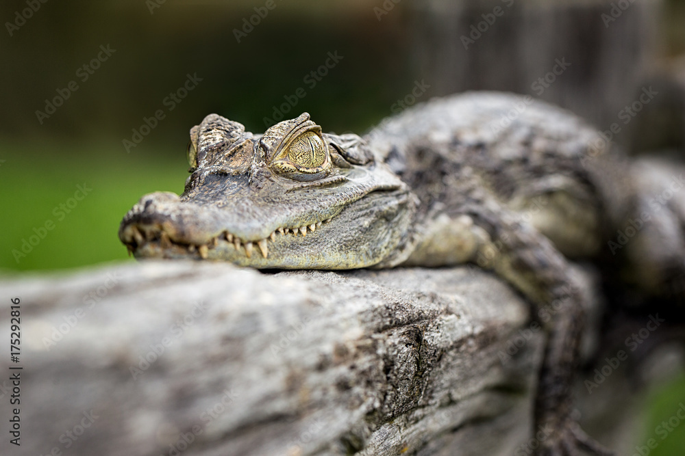 Fototapeta premium Caiman laying on log