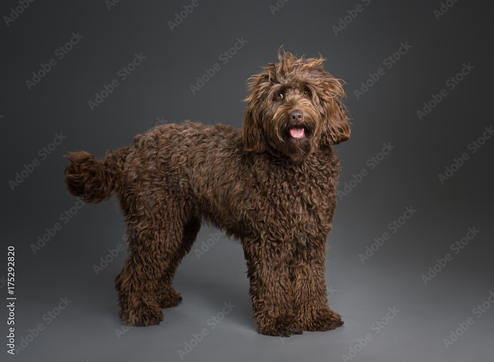 Chocolate goldendoodle sales