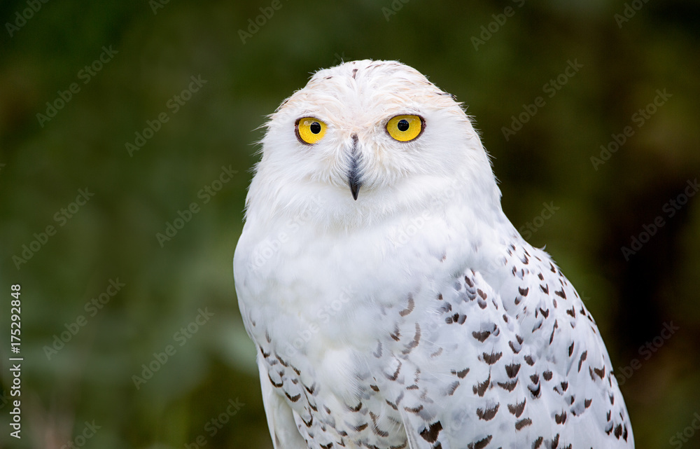 Fototapeta premium Snowy owl head shot
