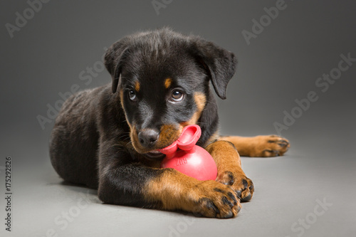Rottweiler puppy playing with toy looking up