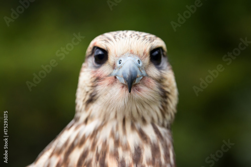 Close up of Young Falcon looking at camera