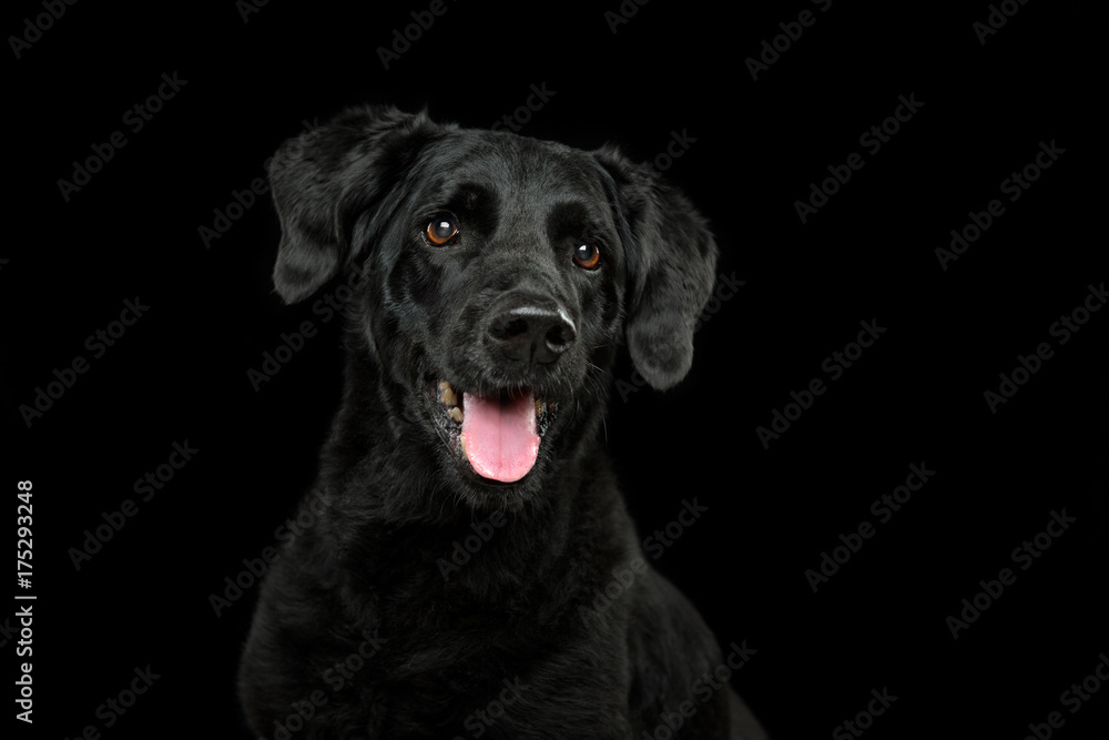 Headshot of a black lab on a black background with tongue out