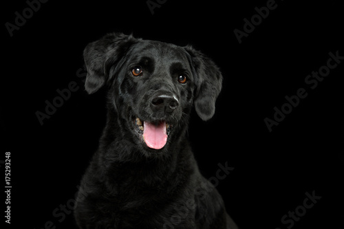 Headshot of a black lab on a black background with tongue out