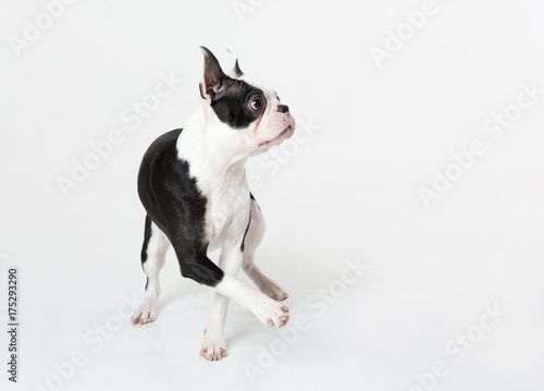 Young Boston terrier dancing on white background © Sherry Lemcke