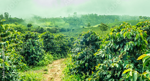 Coffee Plantation in Jerico / Colombia