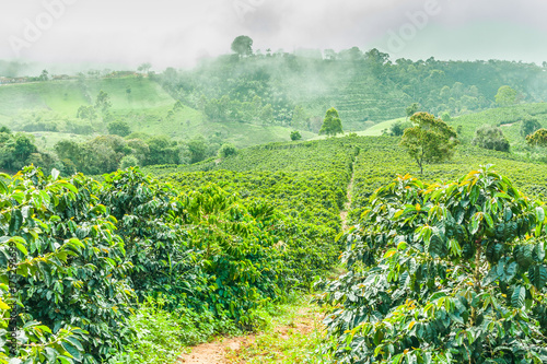 Coffee Plantation in Jerico / Colombia
