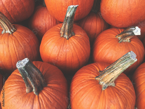 Fall Pumpkins Background photo