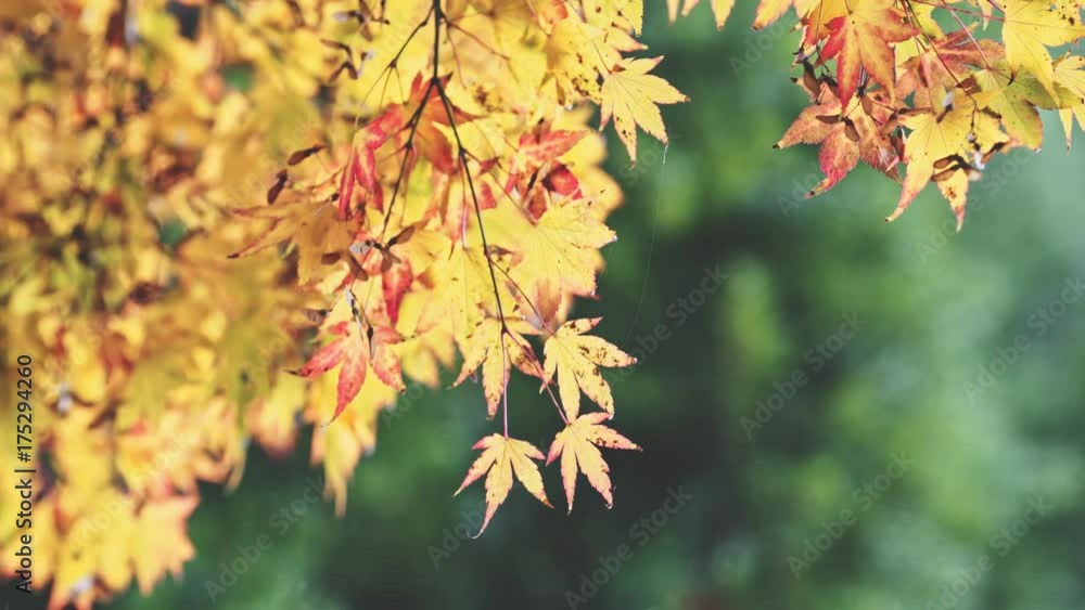 Autumn Yellow Leaves 4K. Lush Golden Foliage Background. Calm Fall Scene Landscape, warm cozy colors. Autumn Yellow Leaves 4K. Lush Golden Foliage Background. Calm Fall Scene Landscape, warm cozy colors.