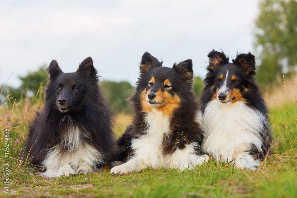 portrait of three Sheltie dogs in a row